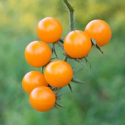 Tomate Yellow Grapes F1