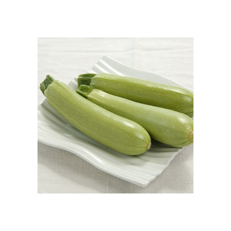 Courgette Amalthée  F1
