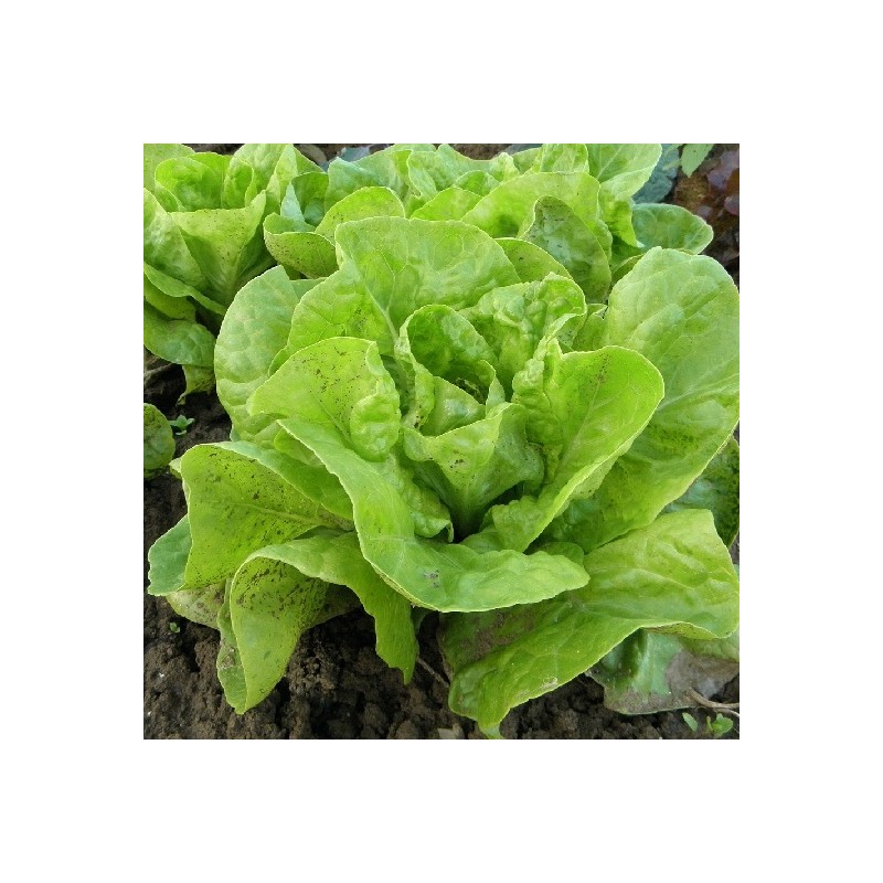 Laitue Romaine Craquante d'Avignon