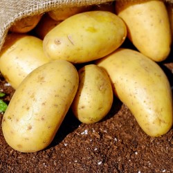 Pomme de terre  AGATA