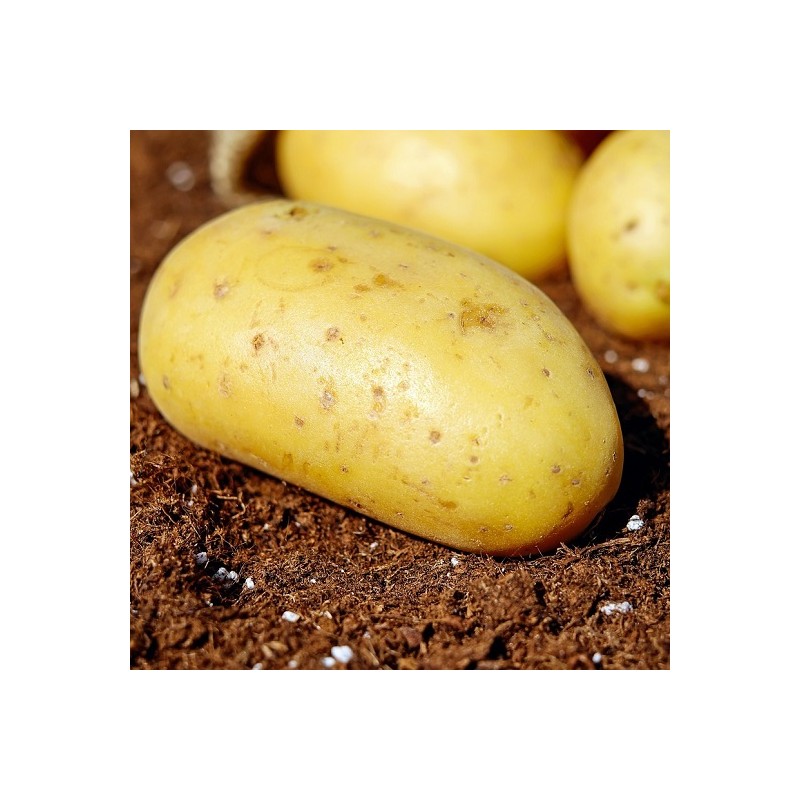 Pomme de terre LAURETTE - 25 plants