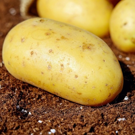 Pomme de terre LAURETTE - 25 plants