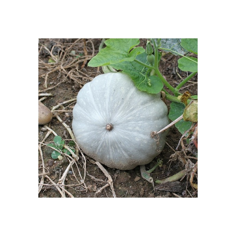 Potiron Bleu de Hongrie