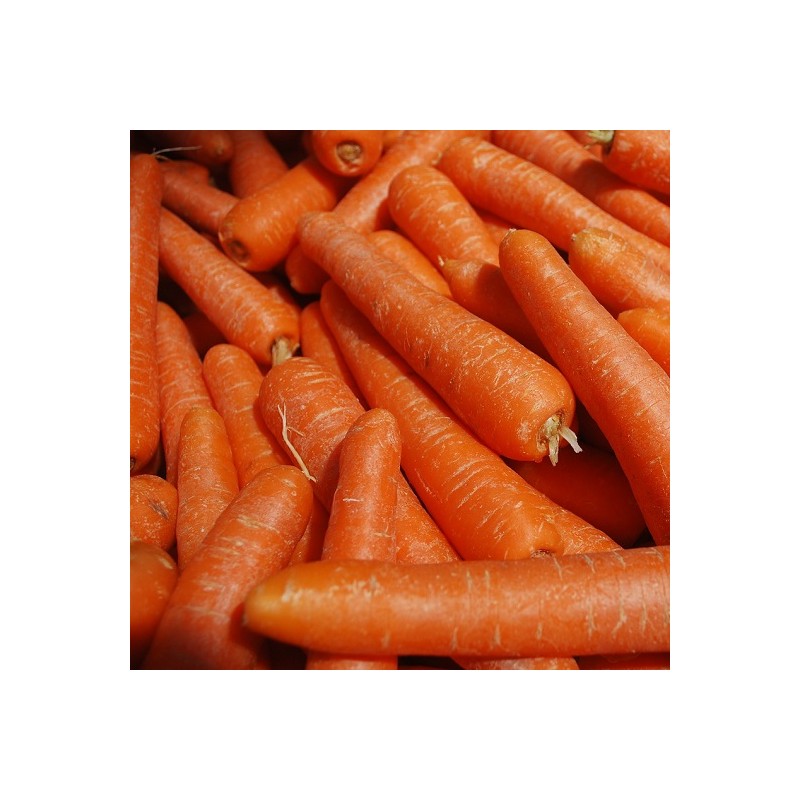 Carotte Flyaway Hybride F1