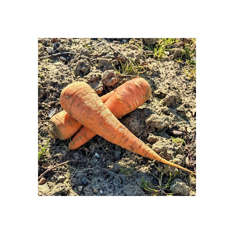 Carotte Royal Chantenay 2