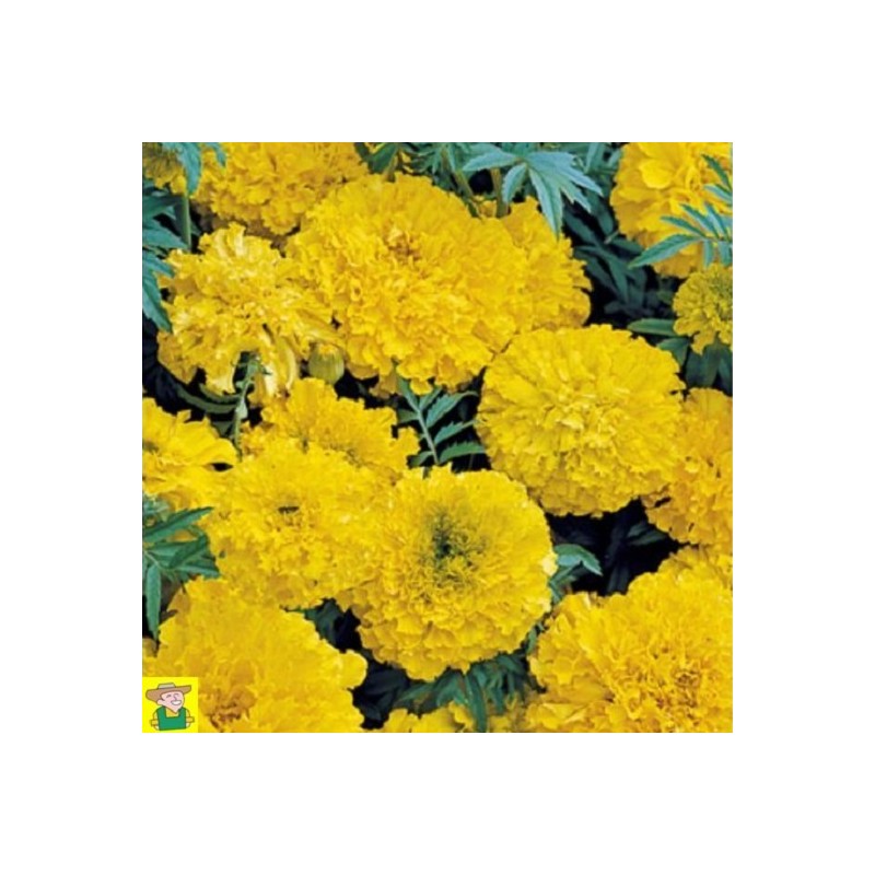 Rose d'Inde naine Mr Moonlight