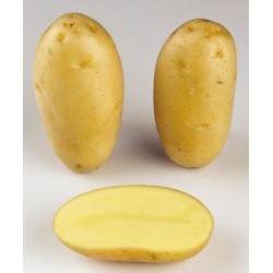 Pomme de terre POMPADOUR -...