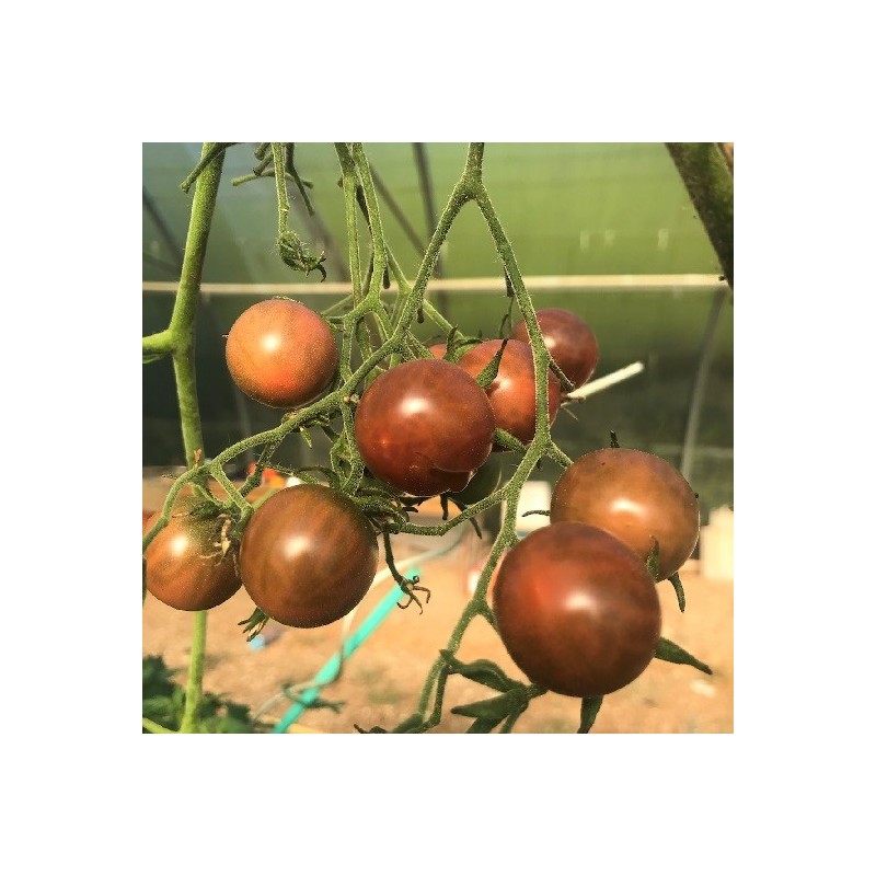 Tomate Black Cherry