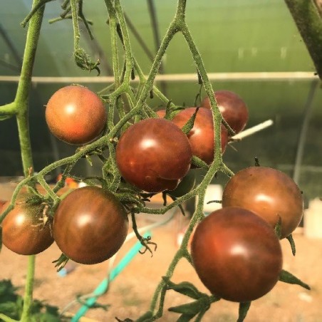 Tomate Black Cherry