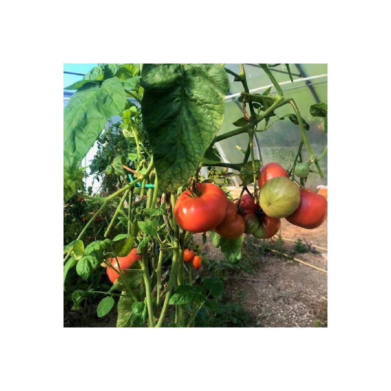 Tomate Brandy Boy f1