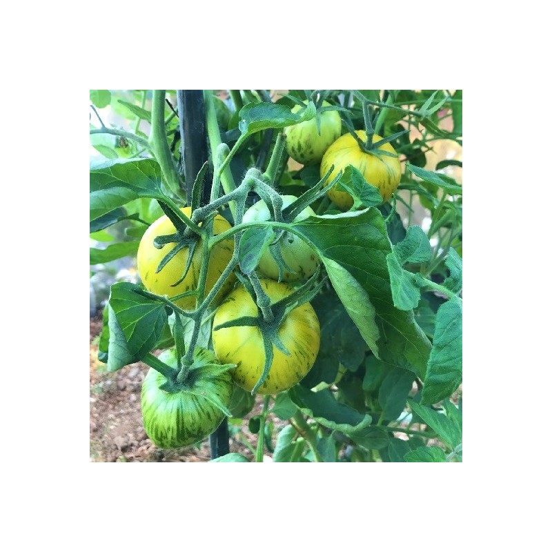 Tomate Green Zebra