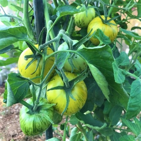 Tomate Green Zebra