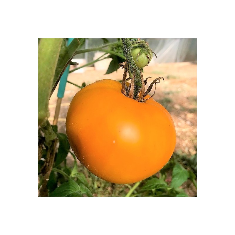 Tomate Wellington F1