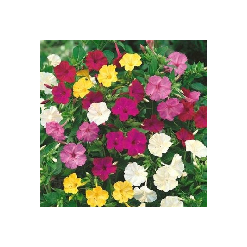 Belle de Nuit variee