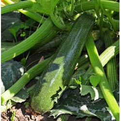 Courge Black beauty Jardisem