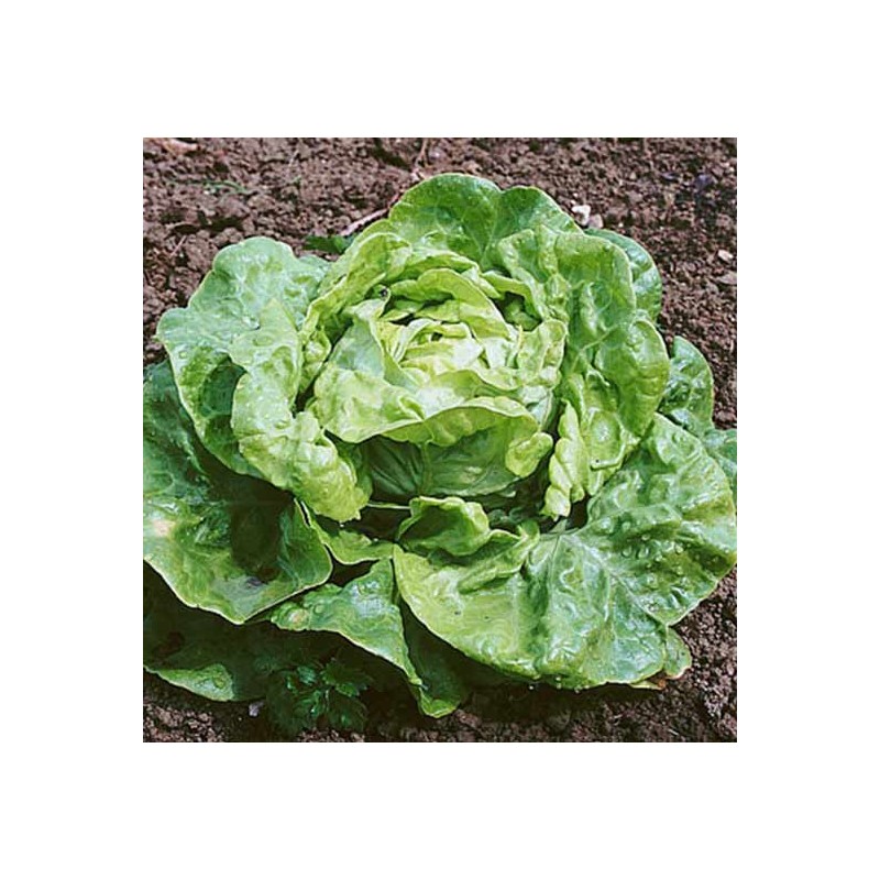 Laitue Kagraner Sommer 2