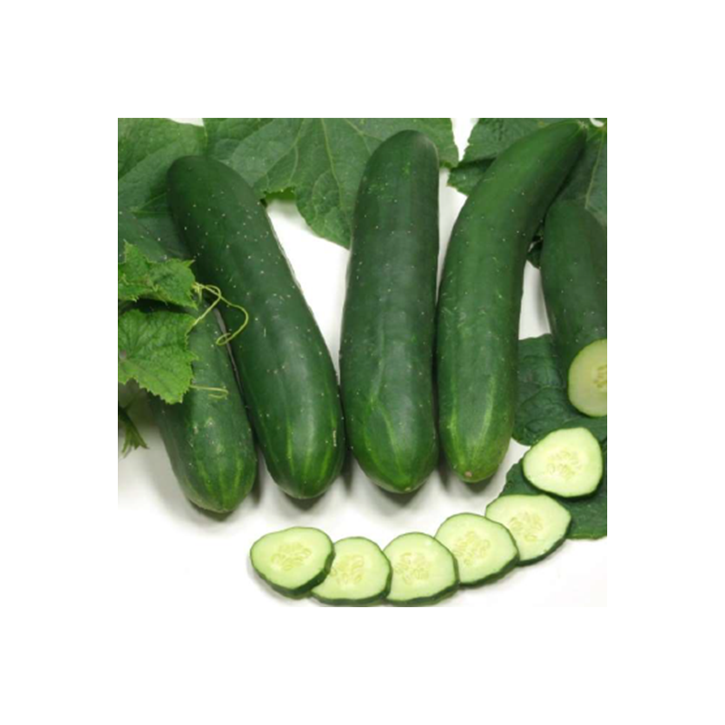 Concombre Tanja Jardisem