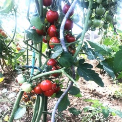 Tomate Rubylicious  F1 -...