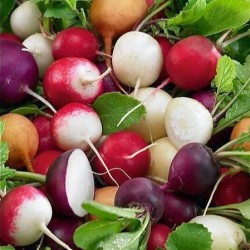 Radis Rond en Mélange
