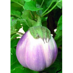Aubergine Rotonda Bianca...