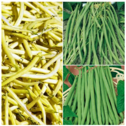 Collection Graines de Haricots - 3 variétés