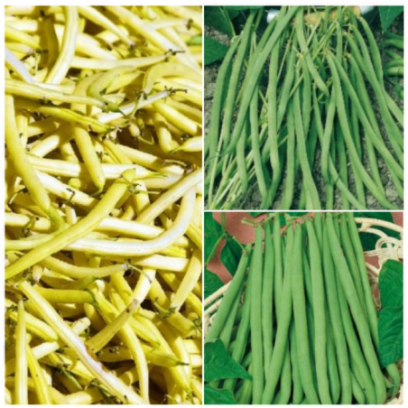 Collection Graines de Haricots - 3 variétés