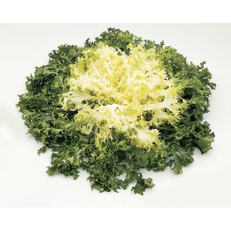 Chicorée frisée frisola