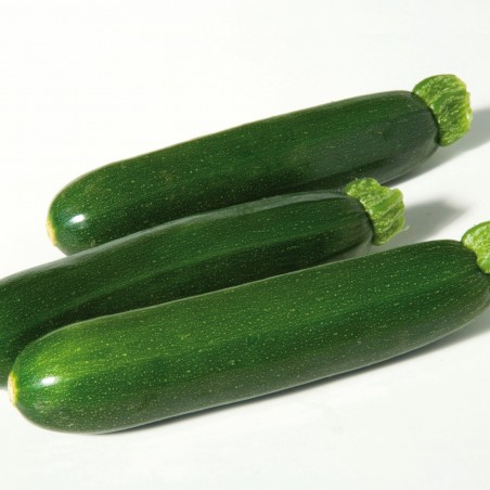 Courgette Céleste F1