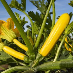 Courgette Lingodor F1