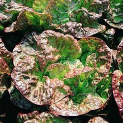 Laitue Pommées 4 Saisons Malorie