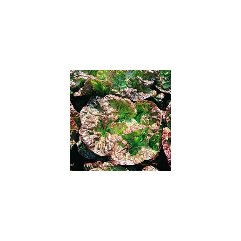 Laitue Pommées 4 Saisons Malorie