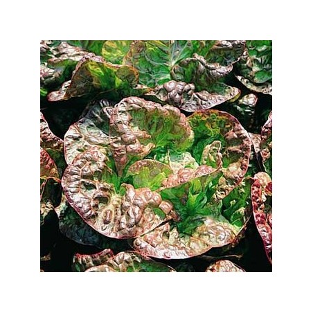 Laitue Pommées 4 Saisons Malorie