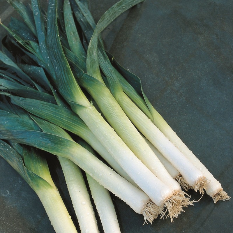 Poireau D'hiver Gaélic