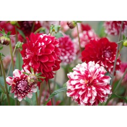 Collection de 4 dahlias...