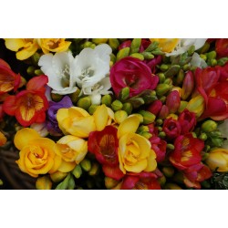 Collection de 15 freesias...