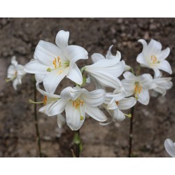 Collection de 3 lys Asiatiques blancs