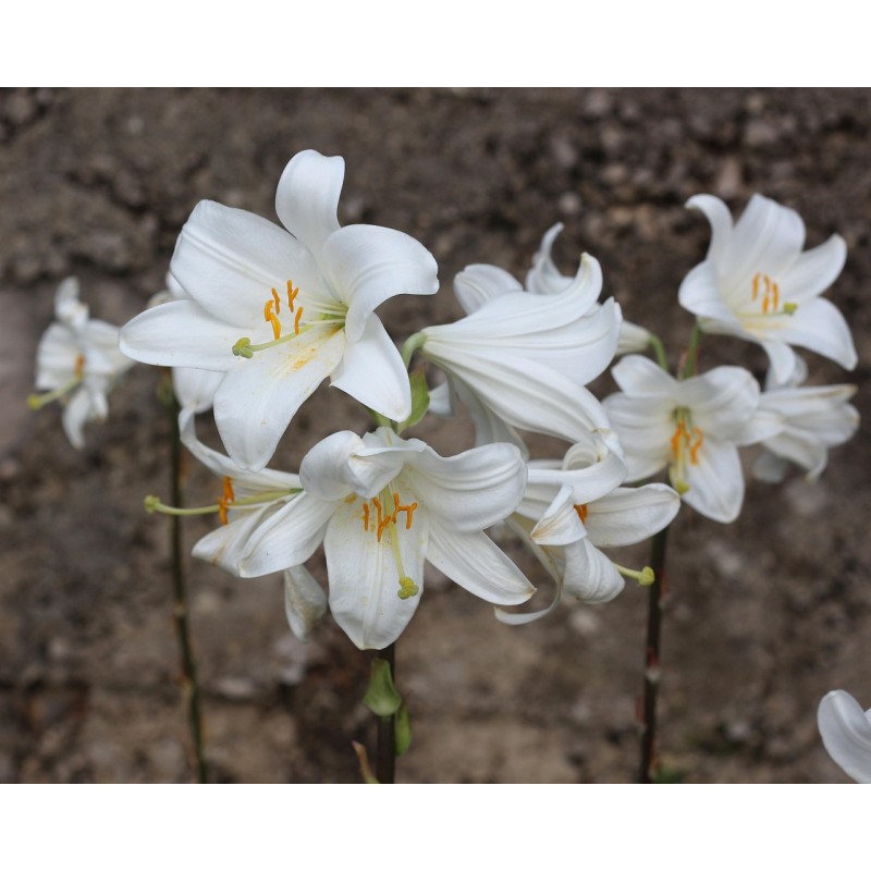 Collection de 3 lys Asiatiques blancs