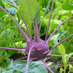 Chou Rave Delikatess Violet