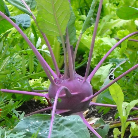 Chou Rave Delikatess Violet