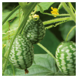 Concombre Melon (Mélothria Scabra)