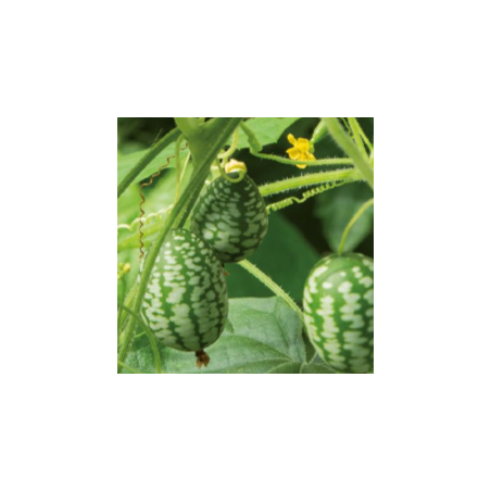 Concombre Melon (Mélothria Scabra)