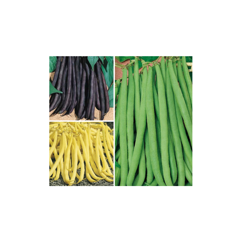 Collection Graines de Haricots - 3 variétés