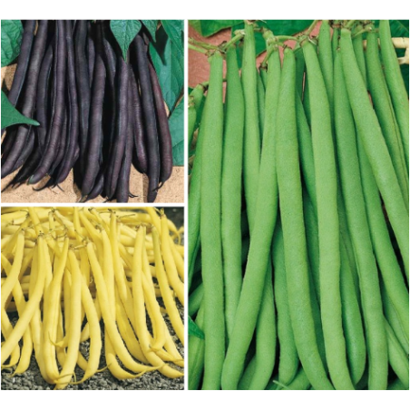 Collection Graines de Haricots - 3 variétés