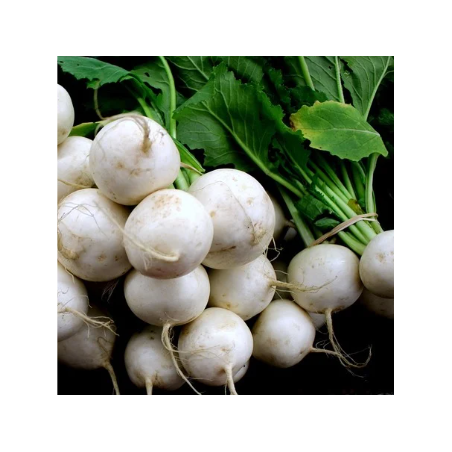 Navet Boule de Neige