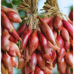 Oignon rouge long de Florence