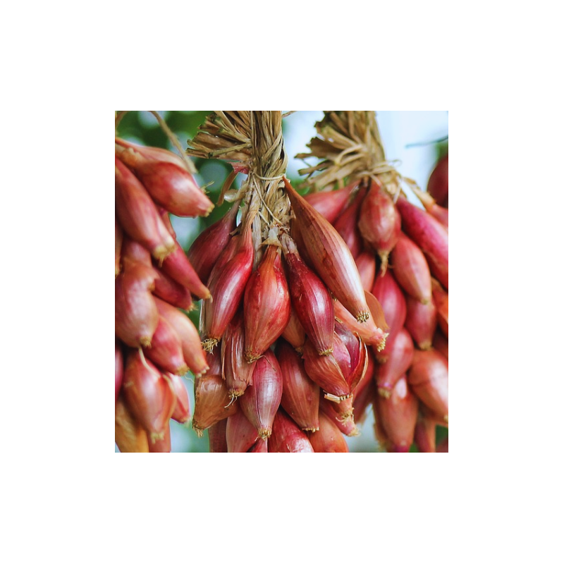 Oignon rouge long de Florence