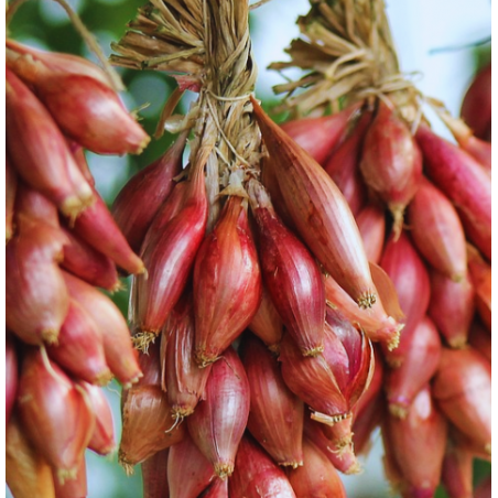 Oignon rouge long de Florence