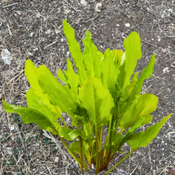 Oseille large de Belleville