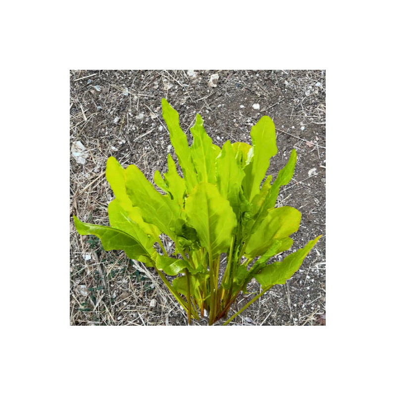 Oseille large de Belleville