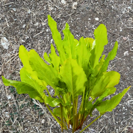 Oseille large de Belleville